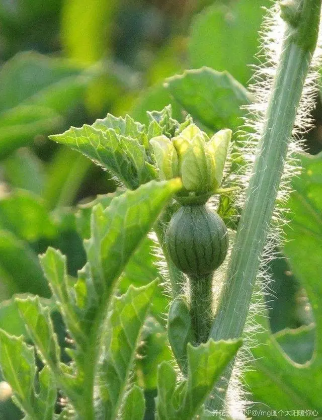 春季西瓜种植技术视频_西瓜种植视屏_西瓜种植技术视频播放