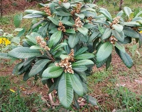 视频全集种植丝瓜技术教程_丝瓜种植技术要点视频_丝瓜种植技术全集视频