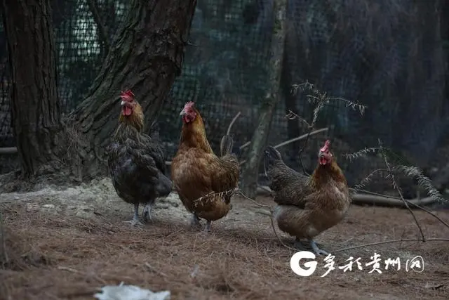 息烽肉鸡养殖致富_肉鸡养殖场_养殖肉鸡的利润与风险