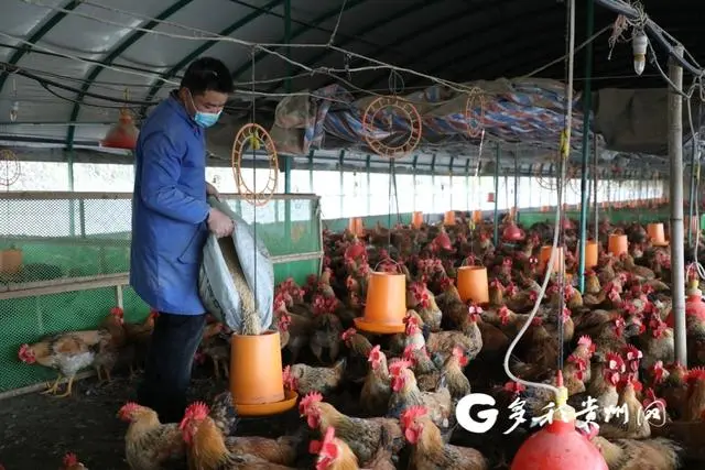 肉鸡养殖场_息烽肉鸡养殖致富_养殖肉鸡的利润与风险