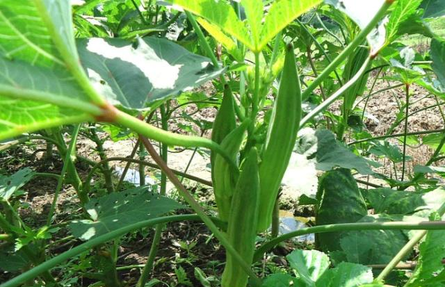 农村致富项目种植业_揭秘农村种植致富_农民致富种植项目