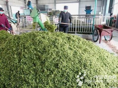 戴安娜王妃之死：绥化市扩张蔬菜种植总量增加农民收入