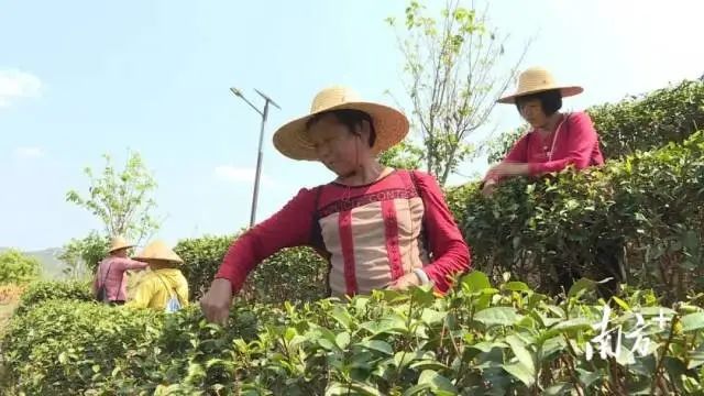 农民种植致富_农村致富种植项目_揭秘农村种植致富