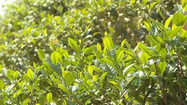 农村致富种植项目_揭秘农村种植致富_农民种植致富