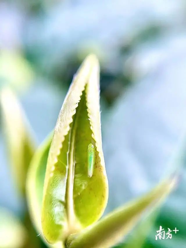 农民种植致富_农村致富种植项目_揭秘农村种植致富