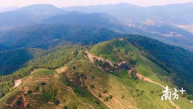 农村致富种植项目_农民种植致富_揭秘农村种植致富