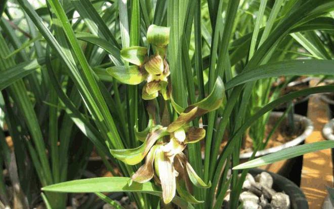 春兰种植技术_种植春兰致富_致富种植春兰视频