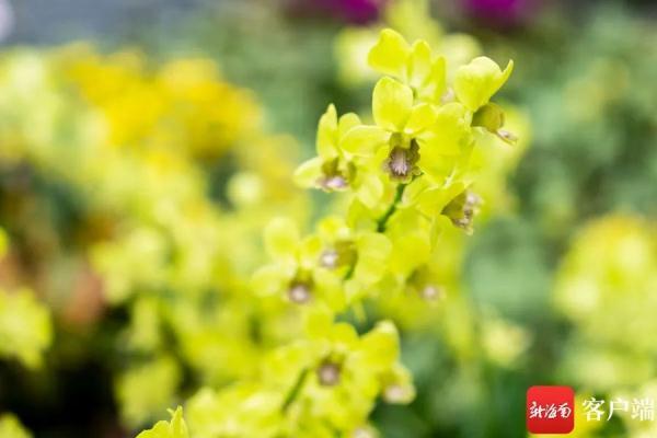 春兰种植技术_致富种植春兰图片_种植春兰致富