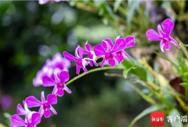 春兰种植技术_致富种植春兰图片_种植春兰致富