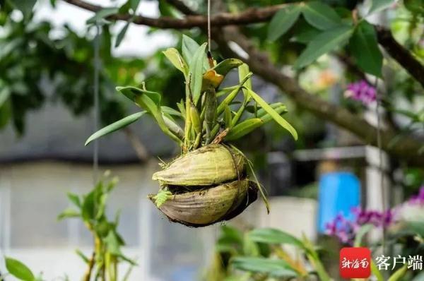 春兰种植技术_种植春兰致富_致富种植春兰图片