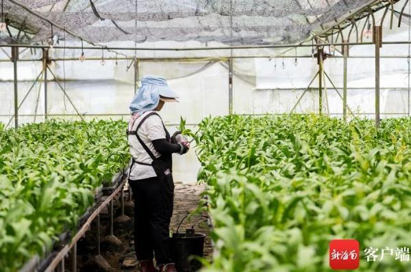 种植春兰致富_致富种植春兰图片_春兰种植技术