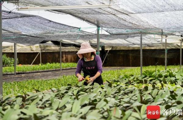 春兰种植技术_种植春兰致富_致富种植春兰图片