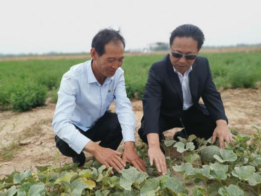 哈密瓜露地栽培技术_哈密瓜露天种植技术_哈密瓜露地种植视频