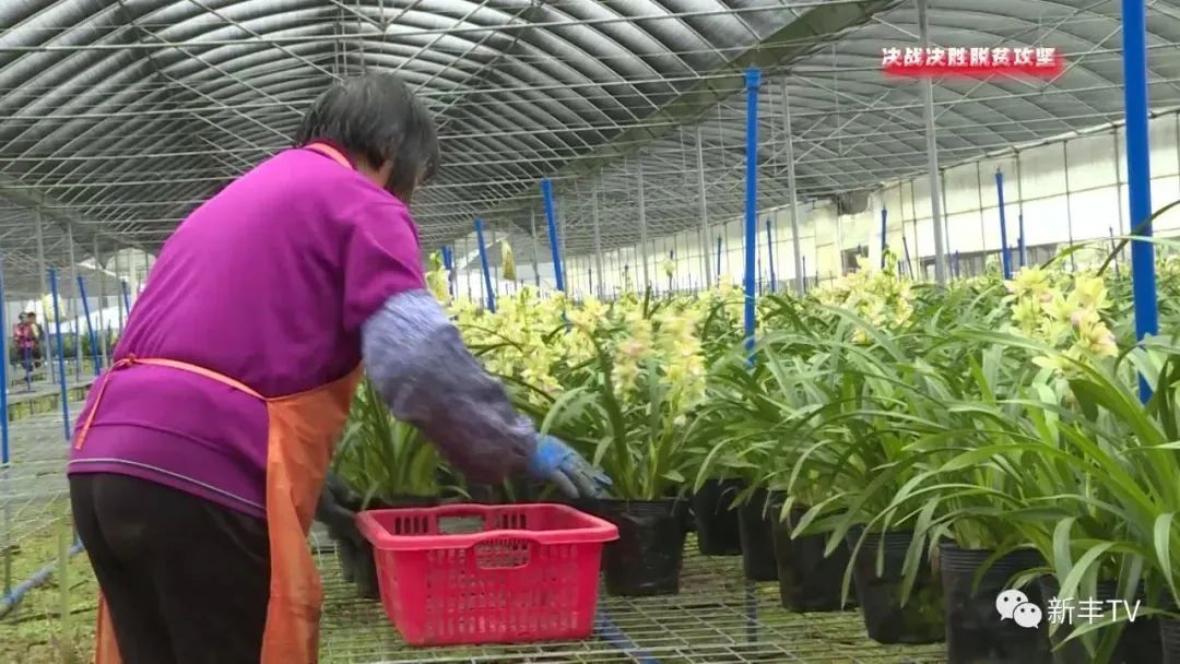 致富种植春兰视频_致富种植春兰怎么样_种植春兰致富