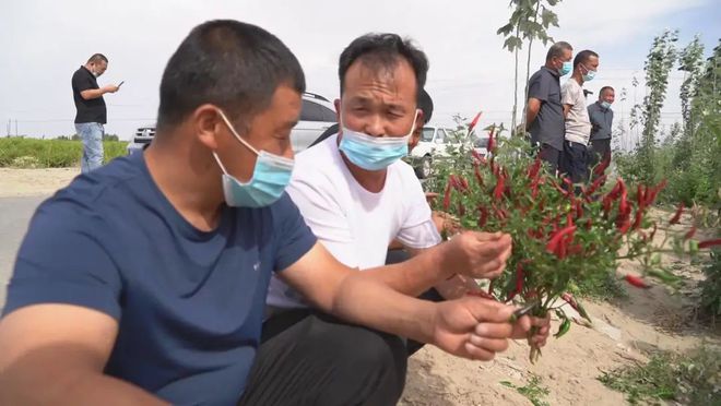 种植辣椒致富增收_辣椒种植大户的致富经_辣椒种植收益