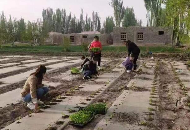 辣椒致富经_种植辣椒致富增收_辣椒种植赚钱吗