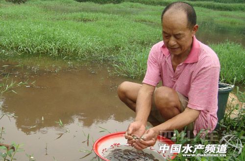 视频致富养殖泥鳅是真的吗_视频致富养殖泥鳅_致富经养殖泥鳅视频