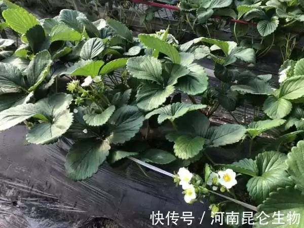 教程种植草莓技术要点_种植草莓小技巧_草莓种植技术教程