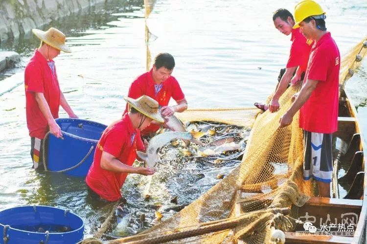 内地养殖水产品供港澳地区得过六关，这家水产进出口公司是如何摘得“国字号”荣誉的？