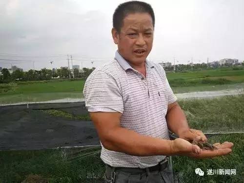 养殖泥鳅视频全过程_致富经养殖泥鳅视频_视频致富养殖泥鳅是真的吗