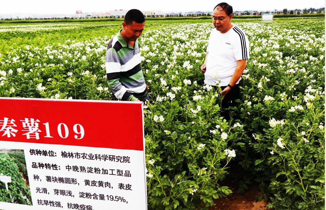 小拱棚土豆种植技术_土豆种植技术全过程_土豆种植技术