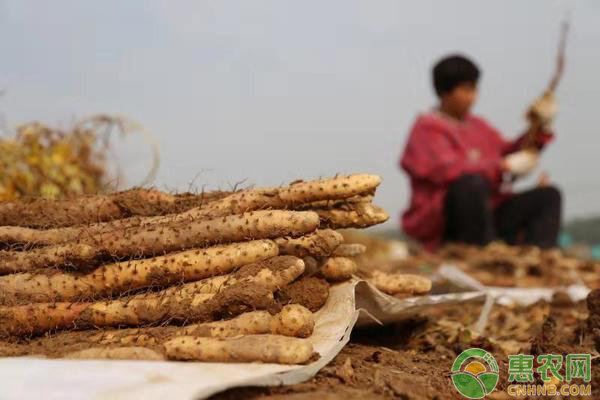 铁棍山药的种植管理方法详细介绍-图片版权归惠农网所有