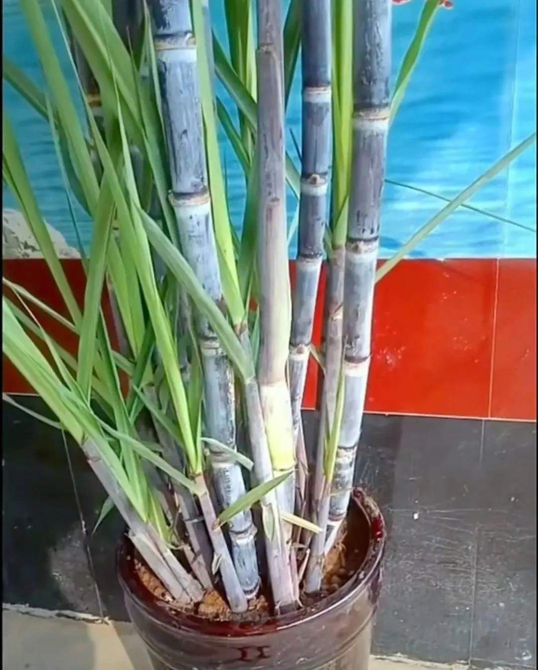 云南水浇甘蔗种植技术_云南甘蔗种植技术视频教程_浇云南甘蔗种植水技术与管理