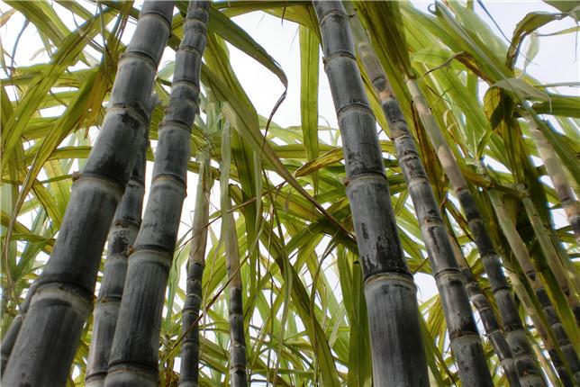 云南甘蔗种植时间_云南甘蔗种植技术视频教程_云南水浇甘蔗种植技术