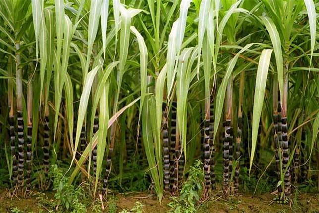 云南水浇甘蔗种植技术_云南甘蔗种植技术视频教程_云南甘蔗种植时间