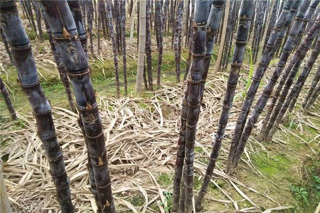 云南水浇甘蔗种植技术_云南甘蔗种植技术视频教程_浇云南甘蔗种植水技术与管理