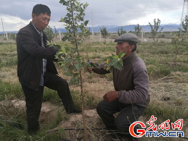 新疆伊犁科技特派员助力脱贫攻坚的故事