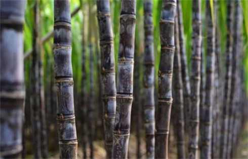 云南甘蔗种植时间_云南甘蔗种植技术视频教程_云南水浇甘蔗种植技术