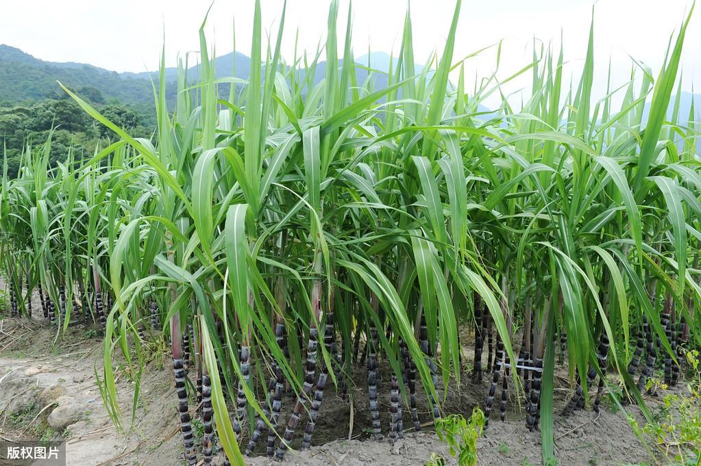 浇云南甘蔗种植水技术与管理_云南甘蔗种植时间_云南水浇甘蔗种植技术