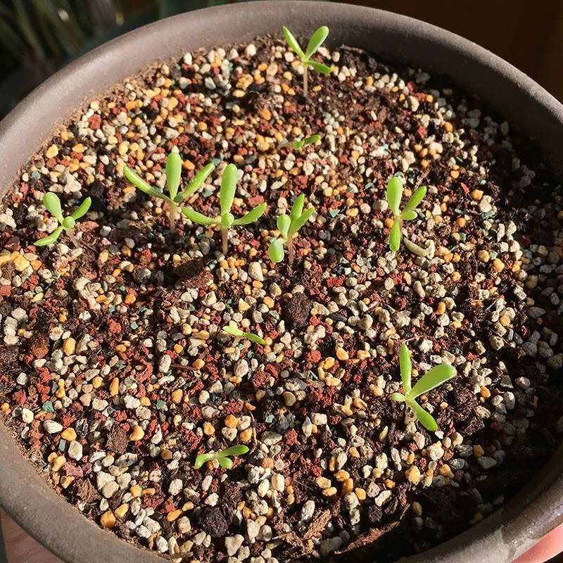 菊花种植管理技术视频_菊花种植管理技术_菊花种植管理技术要点