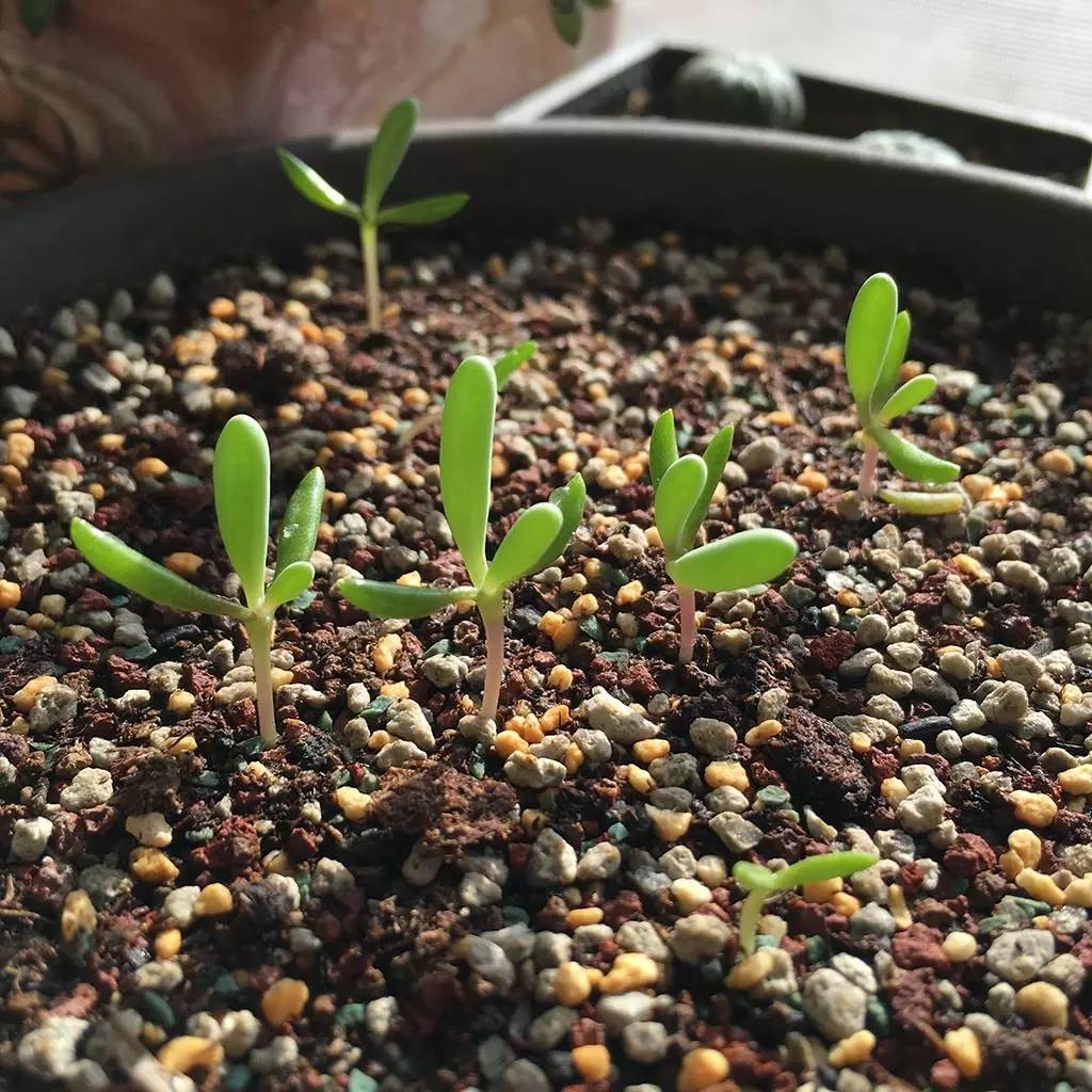 菊花种植管理技术_菊花种植管理技术视频_菊花种植管理技术要点