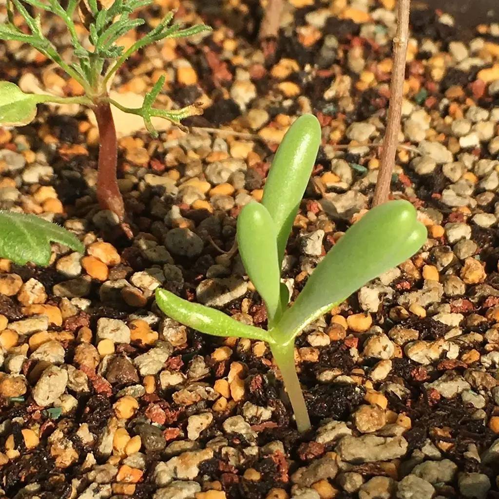 菊花种植管理技术要点_菊花种植管理技术视频_菊花种植管理技术