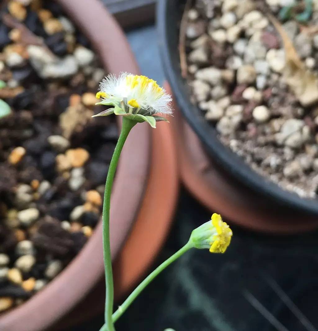 菊花种植管理技术要点_菊花种植管理技术_菊花种植管理技术视频