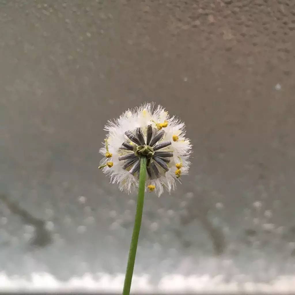 菊花种植管理技术_菊花种植管理技术视频_菊花种植管理技术要点