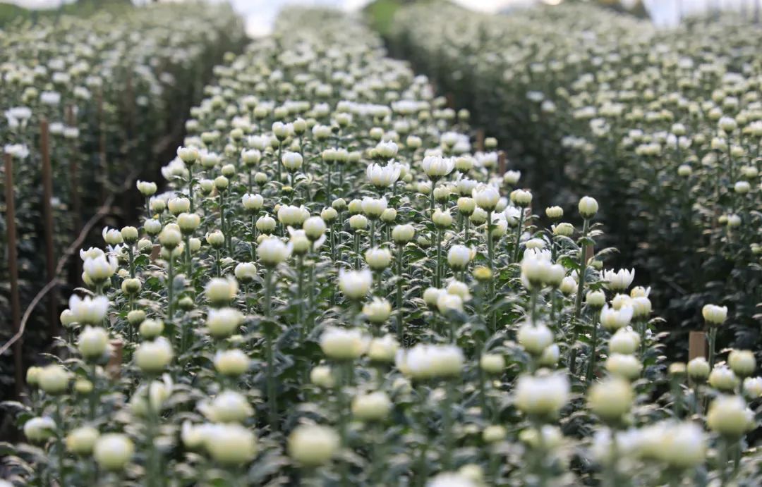 菊花种植管理技术_菊花种植和管理_菊花种植技术与栽培管理