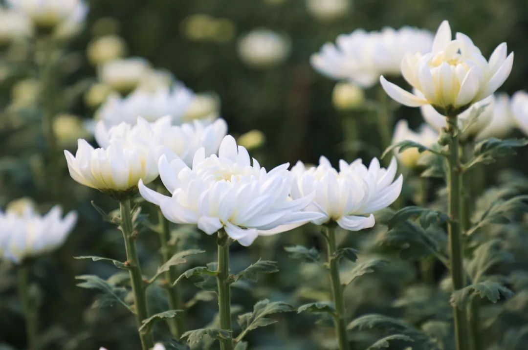 菊花种植和管理_菊花种植技术与栽培管理_菊花种植管理技术