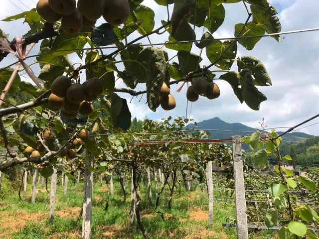 泰顺：特色产业促增收，水果里种出小康梦