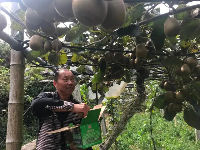 水果联合种植致富_水果种植专业合作社_致富经种植三种水果亩收入过亿