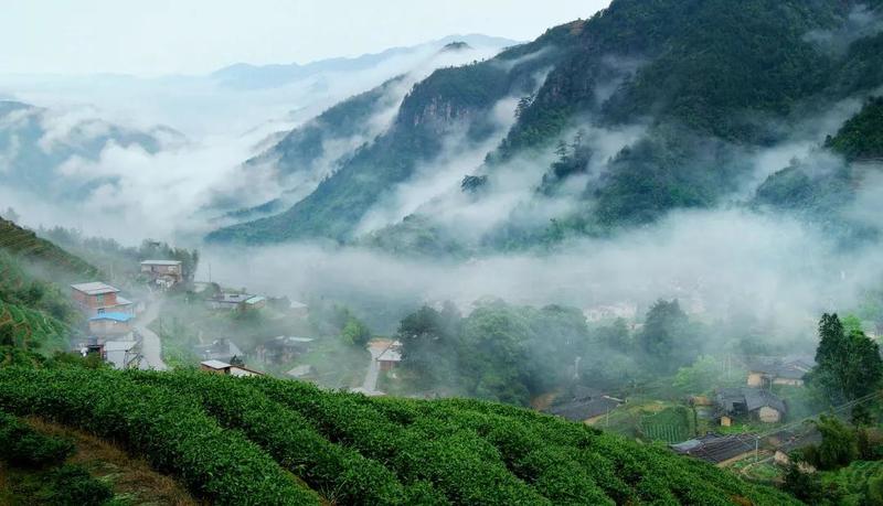 因茶致富 因茶兴业 ——茶助安溪从国定贫困县到全国百强县