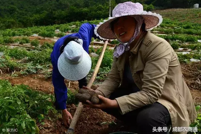 致富经种黑土豆视频_种植黑土豆的经济效益_种黑土豆有前景吗