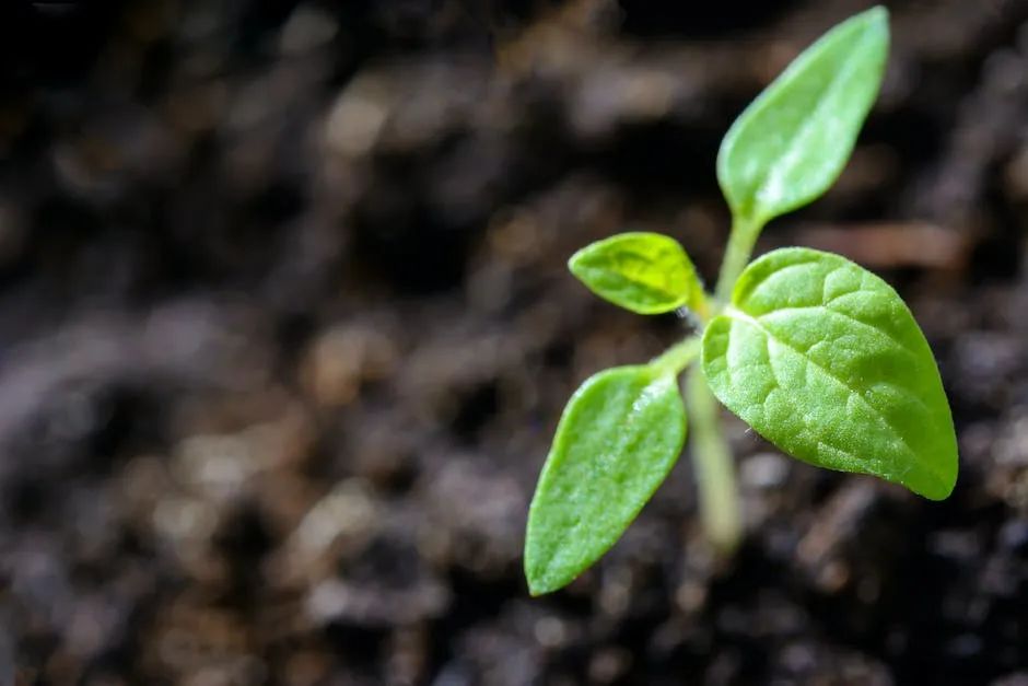 菊花种植管理技术_菊花种植管理技术要点_菊花种植技术与栽培管理