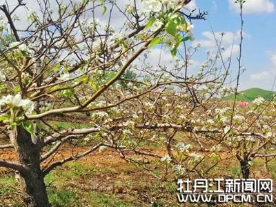 北药种植致富_致富种植视频全集_种植致富药材