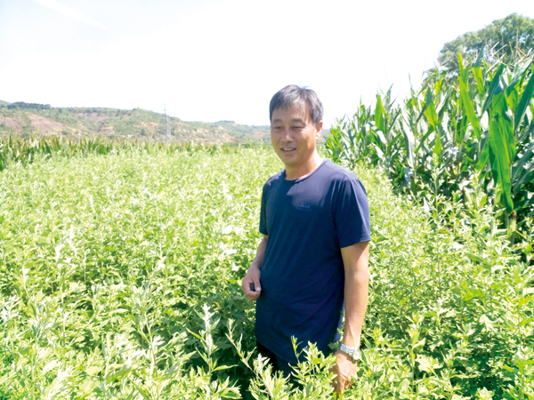 致富经蘑菇种植技术_养牛种植双孢菇致富_致富经菌糠养牛