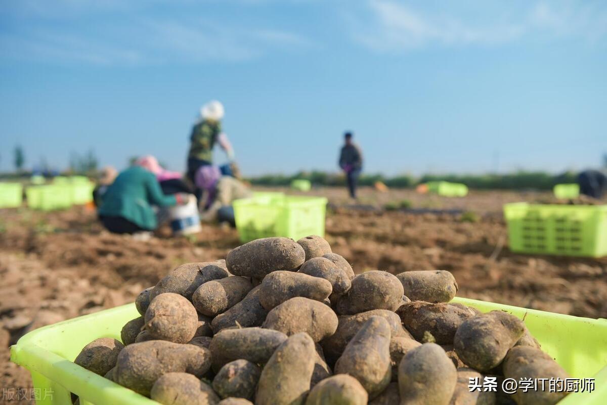 致富经种黑土豆视频_种黑土豆有前景吗_种植黑土豆的经济效益