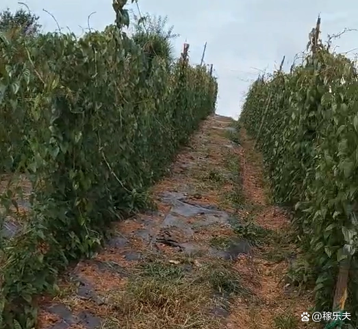 最新山药种植技术_山药种植最新技术要求_山药种植最新技术规程