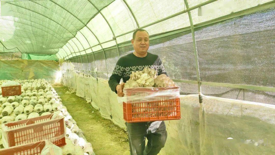 蘑菇致富种植图片_蘑菇致富种植方法_种植什么蘑菇致富